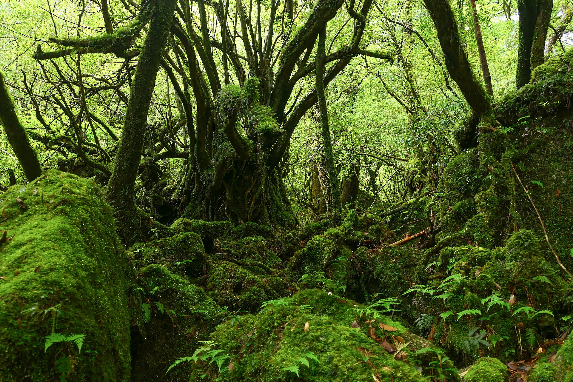 世界遺産の写真（名前は伏せています）